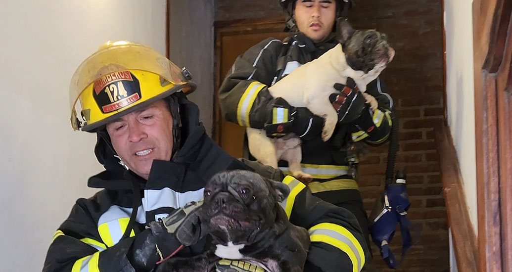 Noticias | Susto en el centro. Los bomberos salvaron a dos perros que ...